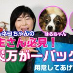 【防災の日】愛犬も一緒に守りたい！今日から備える防災バッグを紹介します