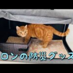 年末に購入した猫の防災グッズ【短足マンチカン】