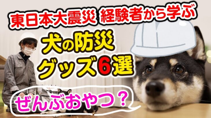 【犬の防災グッズ6選】東日本大震災 経験者が教える犬の防災対策【災害時】