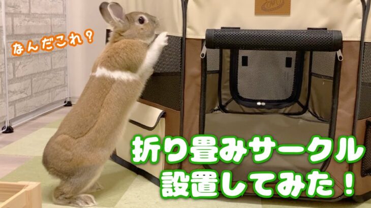 【防災避難グッズにも】うさぎさん用に折り畳みサークルを設置してみました！