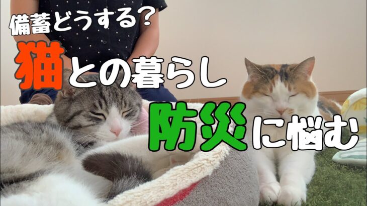 【どうする？】猫と夫婦の防災／ミニマリストと備蓄／悩む