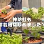 【水耕栽培】防災の会社が水耕栽培はじめました？！