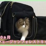 【ねこのきもち12月号】猫の防災と水浸City【ノルウェージャンフォレストキャット】