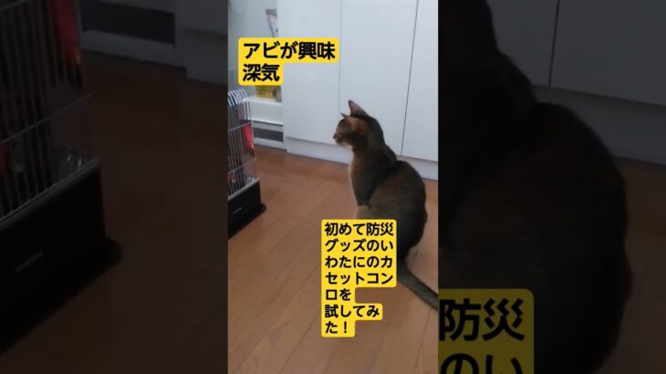 防災グッズカセットコンロのお試し　　　　　　　　アビ君の反応 #cat