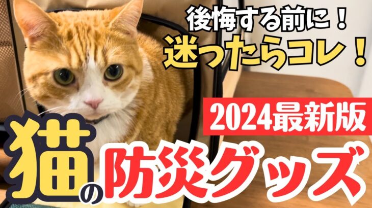 【2024年最新版】猫の防災グッズ！後悔する前に必見です！