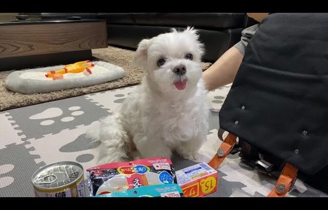 地震に備えて愛犬と防災バッグの中身を見直しました