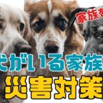 【保存版】犬がいる家族の災害対策