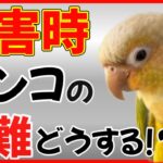 【災害時対策】インコがいる家庭に絶対必要なもの10選