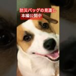 愛犬を地震から守る！防災バッグの見直し本編公開中　#shorts #あしゅらご