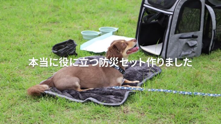 本当に役立つ犬用の防災バッグを作りました