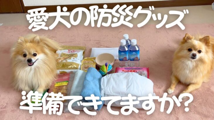 もしもの時、あなたの愛犬は大丈夫？我が家の防災バッグの中身紹介🎒！