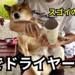 柴犬と暮らす我が家での災害対策を紹介します【EcoFlow DELTA 3 Plus】