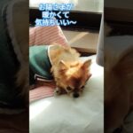 ジュゲム(チワワ)の独り言242 寒くなってきた日 #防災 #減災 #shorts