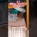 ジュゲム(チワワ)の独り言262 PCデスクで寝る犬 #防災 #減災 #shorts