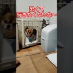 ジュゲム(チワワ)の独り言265 飼い主は怒りん坊 #防災 #減災 #shorts