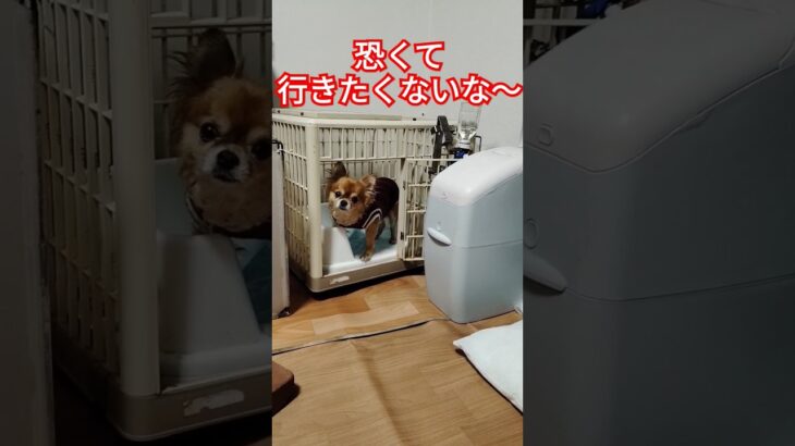 ジュゲム(チワワ)の独り言265 飼い主は怒りん坊 #防災 #減災 #shorts