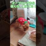 ジュゲム(チワワ)の独り言286 時代劇に驚く犬  #防災 #減災 #shorts