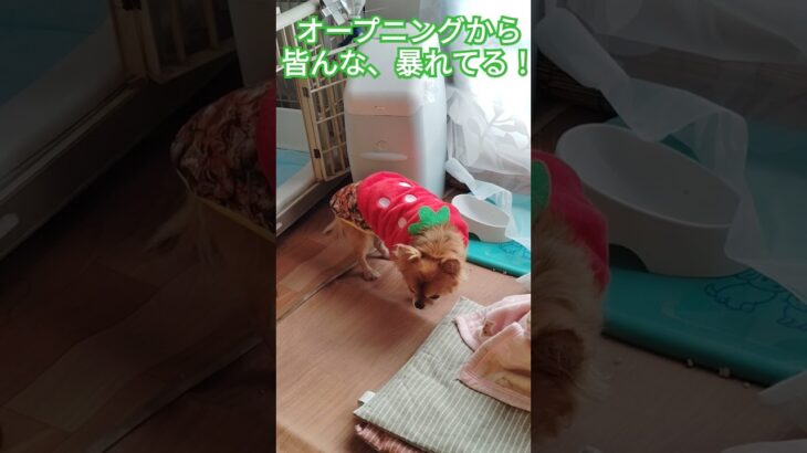 ジュゲム(チワワ)の独り言286 時代劇に驚く犬  #防災 #減災 #shorts