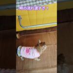 ジュゲム(チワワ)の独り言294 時の流れ  #防災 #減災 #shorts #犬