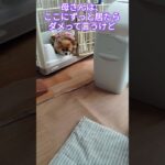 ジュゲム(チワワ)の独り言295 落ち着くなぁ #防災 #減災 #shorts #犬