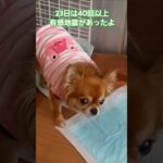 ジュゲム(チワワ)の独り言300 地震に注意 #防災 #減災 #shorts #犬