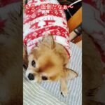 ジュゲム(チワワ)の独り言305 面倒臭い飼い主 #防災 #減災 #shorts #犬