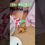 ジュゲム(チワワ)の独り言306 ダルオモ #防災 #減災 #shorts #犬