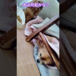 ジュゲム(チワワ)の独り言309 犬は何処？ #防災 #減災 #shorts #犬 #癒し