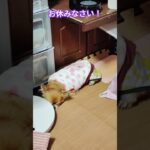 ジュゲム(チワワ)の独り言310 入眠する犬 #防災 #減災 #shorts #犬 #癒し