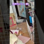 ジュゲム(チワワ)の独り言311 寝坊する犬 #防災 #減災 #shorts #犬 #癒し