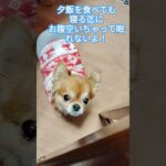 ジュゲム(チワワ)の独り言312 空腹を訴える犬 #防災 #減災 #shorts #犬 #癒し