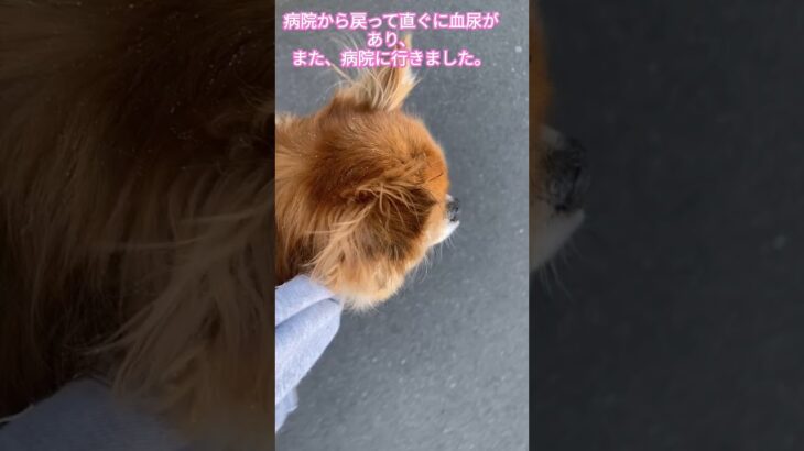 ジュゲム(チワワ)の独り言315 今日、2回目通院 #防災 #減災 #shorts #犬 #癒し