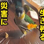 被災経験者が教える鳥との防災【インコ・文鳥】