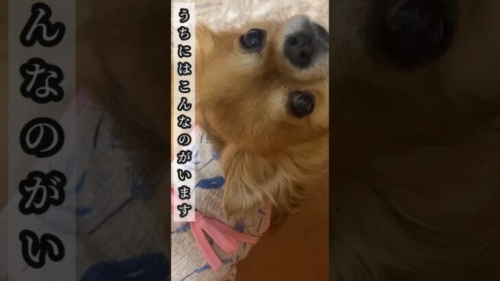 ジュゲム(チワワ)の独り言316 うちにいます #防災 #減災 #shorts #犬 #癒し